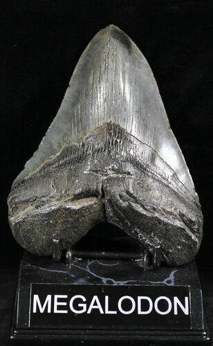Robust Megalodon Tooth - South Carolina #27308